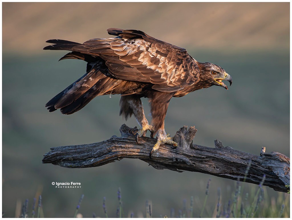 Spanish Golden Eagle by Ignacio Ferre is licensed under CC BY-NC-ND 2.0.